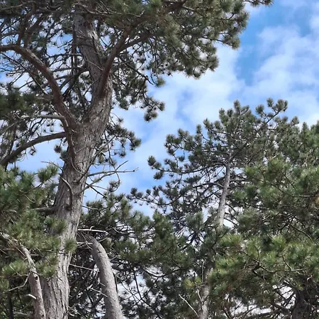 Baltic Pine *